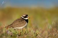 Kulik pisecny - Charadrius hiaticula - Common Ringed Plover 8558a